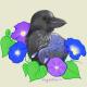 ravensmorningglories